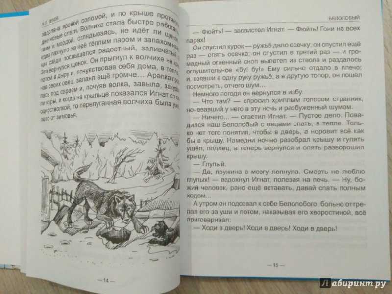 Чехов белолобый читать текст