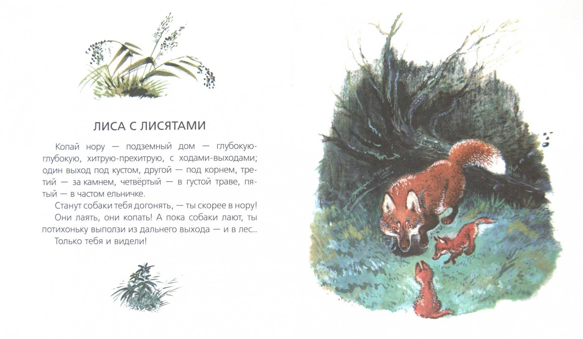 Чарушин рассказы - сказки басни пословицы рассказы - 28 октября - 43346146086 - медиаплатформа миртесен