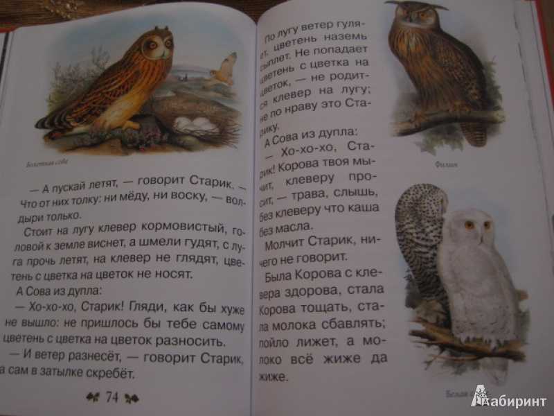 Бианки «сова» читать текст