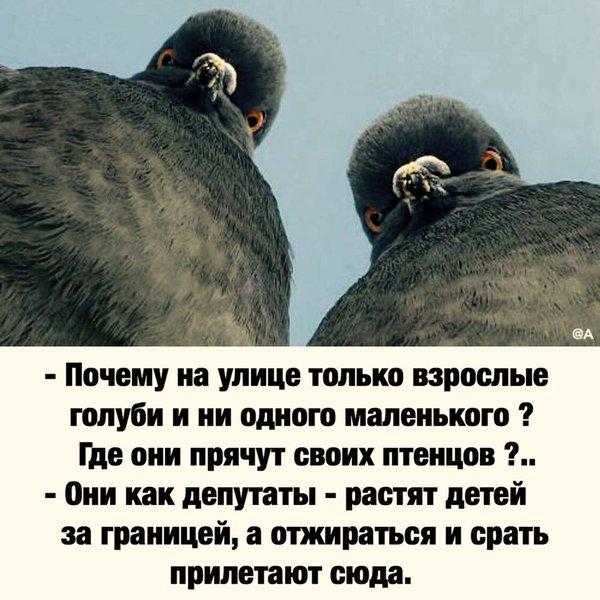 Почему голуби к олегу прилетели? | василий сухомлинский | рассказы для детей