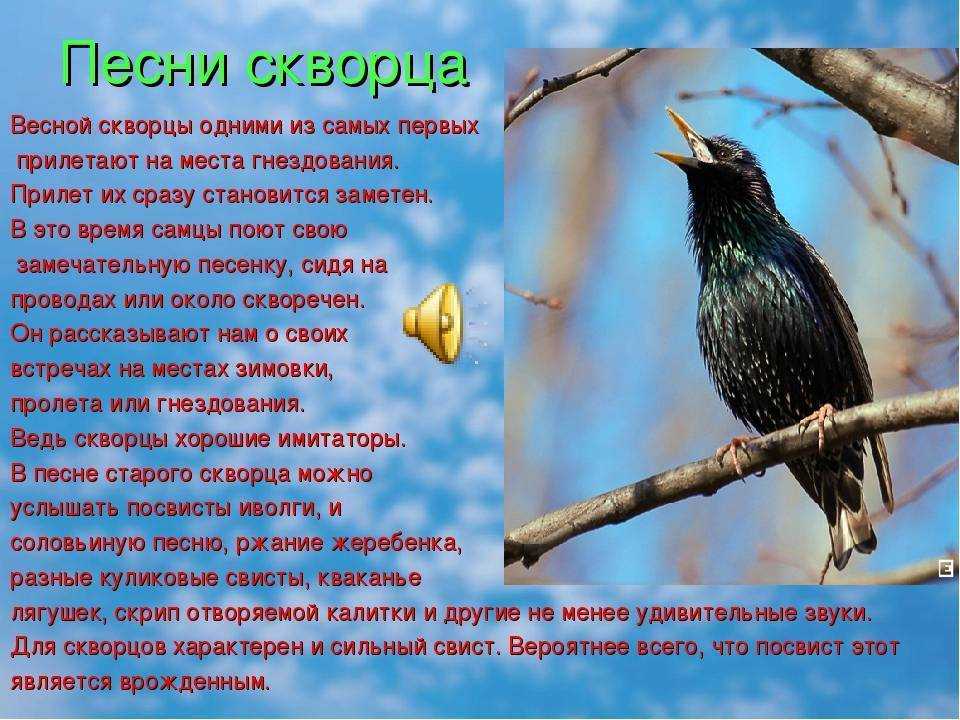 Краткое содержание белов скворцы для читательского дневника, читать краткий пересказ онлайн