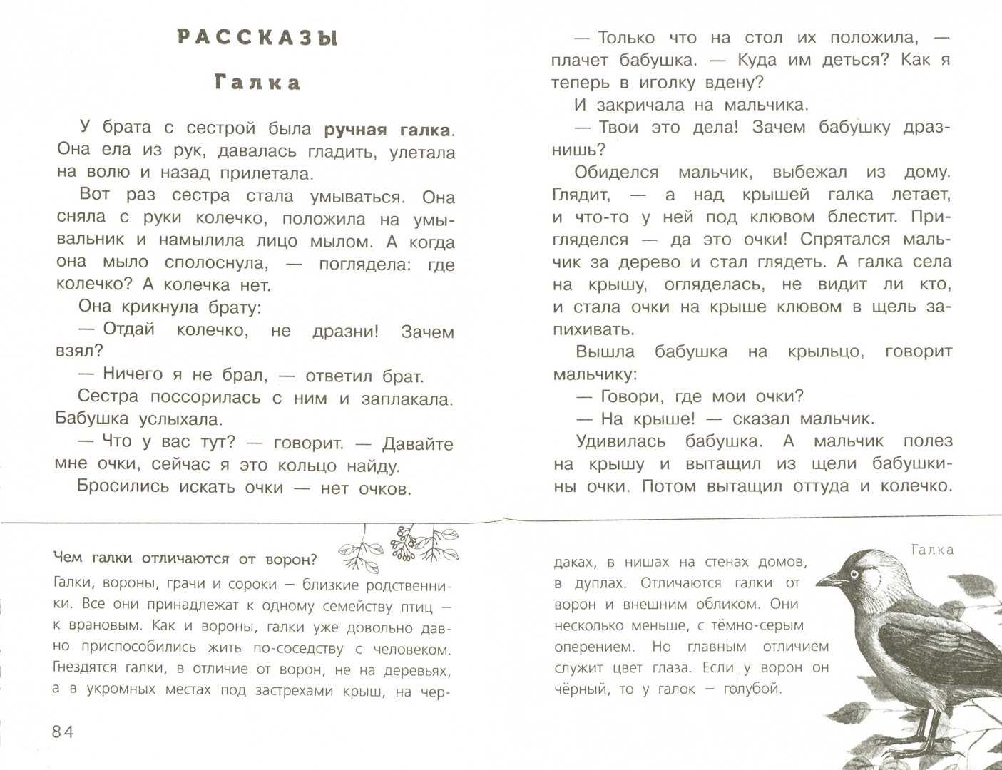 Рассказ галка читать онлайн бесплатно