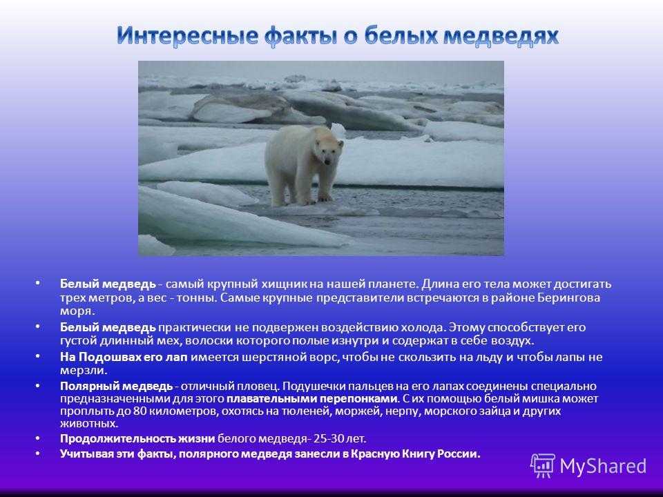 Беседа «почему белые медведи не живут в лесу?»
