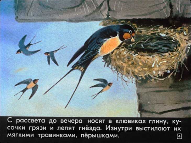 Ушинский «ласточка»