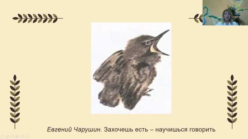 Чарушин е. и. рассказы о животных для детей