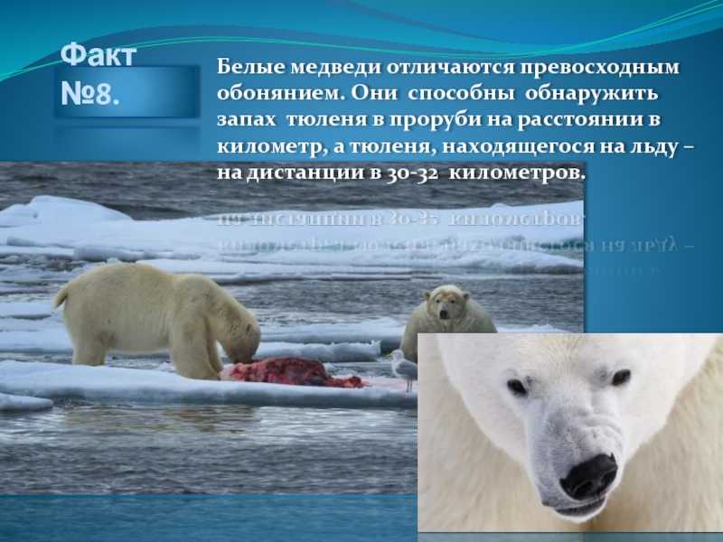 25 интересных фактов о белых медведях – zagge.ru