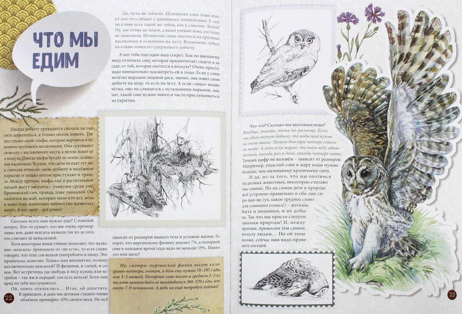 Виталий бианки - сова » книги читать онлайн бесплатно без регистрации