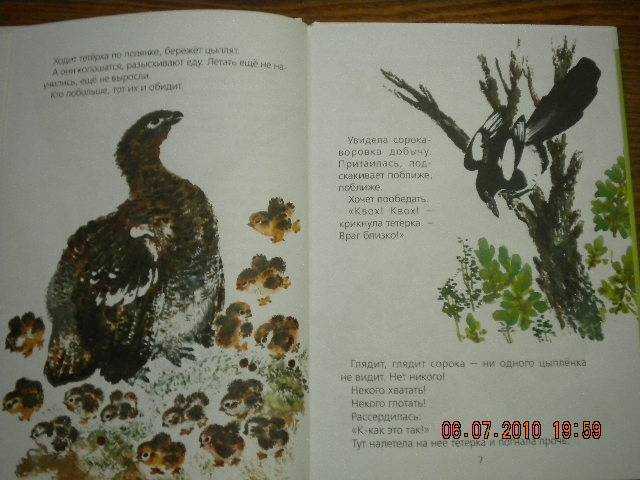 Болтливая сорока — рассказ евгения чарушина